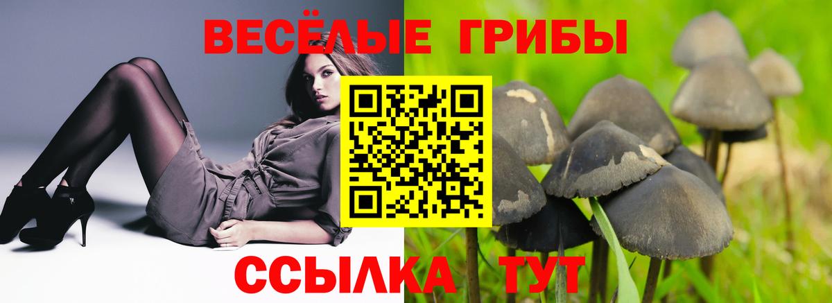Псилоцибиновые грибы Cubensis  Псилоцибиновые грибы ЛСД  Вход с VPN  где купить наркоту  Каменка 